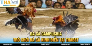 Tựa game đá gà Campuchia hấp dẫn nhất tại THABET