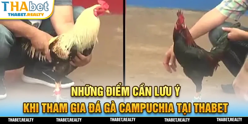 Những điểm cần phải lưu ý trong quá trình tham gia đá gà Campuchia