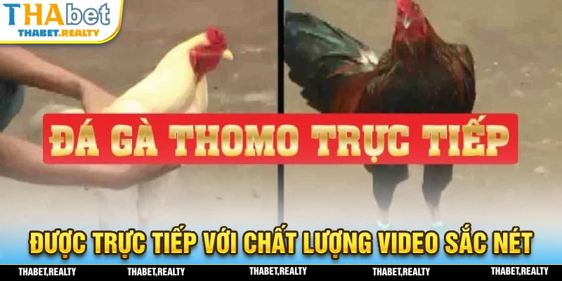 Đá gà thomo được trực tiếp với chất lượng hình ảnh sắc nét