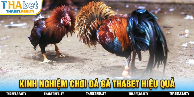 Chia sẻ đầy đủ kinh nghiệm chơi đá gà THABET hiệu quả nhất